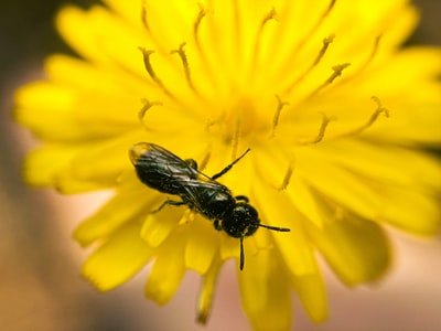 black and brown bee on yellow flower